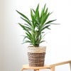 観葉植物 通販 ユッカ 6号鉢 ツートーン鉢カバー付 観葉植物 本物