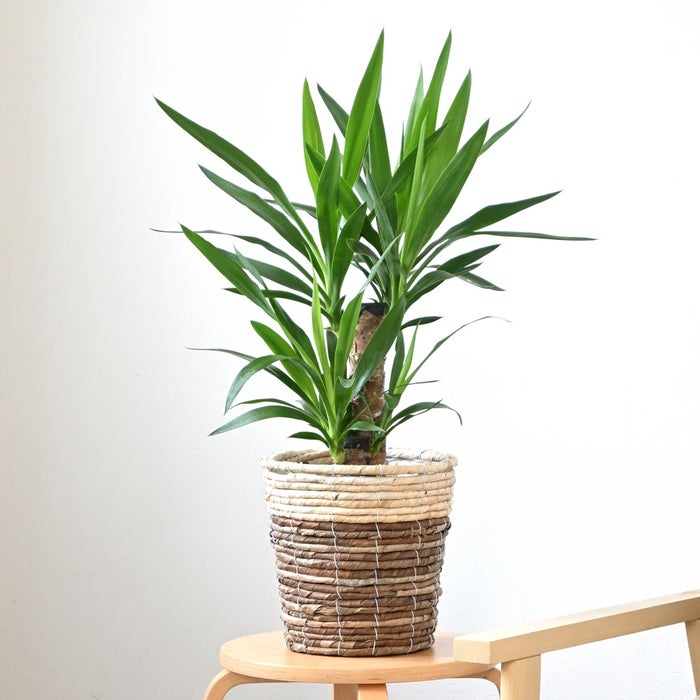 観葉植物 通販 ユッカ 6号鉢 ツートーン鉢カバー付 観葉植物 本物