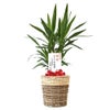 観葉植物 通販 ユッカ 6号鉢 ツートーン鉢カバー付 観葉植物 本物