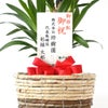 観葉植物 通販 ユッカ 6号鉢 ツートーン鉢カバー付 観葉植物 本物