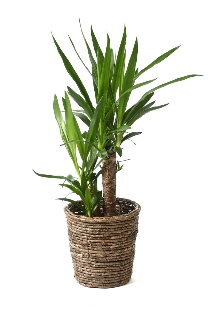 観葉植物 通販 ユッカ 6号鉢 ブラウン鉢カバー付 観葉植物 本物