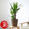 観葉植物 通販 ユッカ 6号鉢 ブラウン鉢カバー付 観葉植物 本物