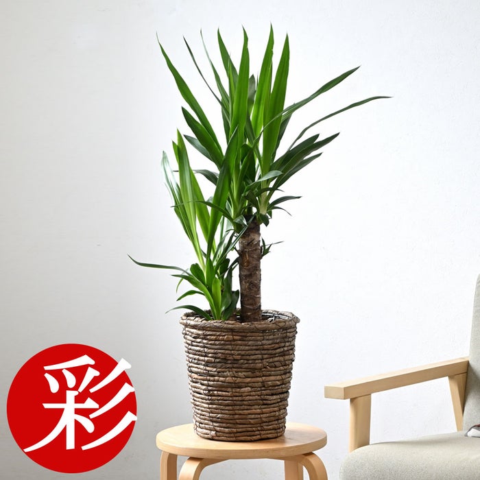 観葉植物 通販 ユッカ 6号鉢 ブラウン鉢カバー付 観葉植物 本物