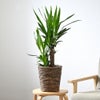 観葉植物 通販 ユッカ 6号鉢 ブラウン鉢カバー付 観葉植物 本物