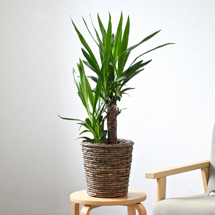 観葉植物 通販 ユッカ 6号鉢 ブラウン鉢カバー付 観葉植物 本物