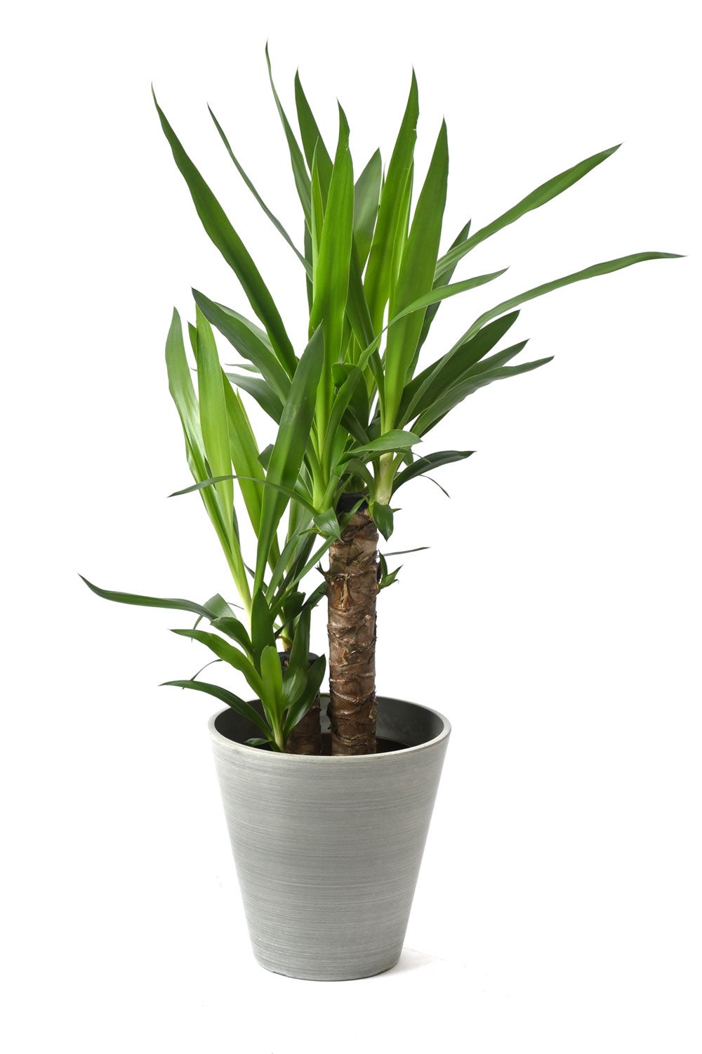 観葉植物 通販 ユッカ 6号鉢 ライトチャコール鉢カバー付 観葉植物 本物