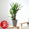 観葉植物 通販 ユッカ 6号鉢 ライトチャコール鉢カバー付 観葉植物 本物