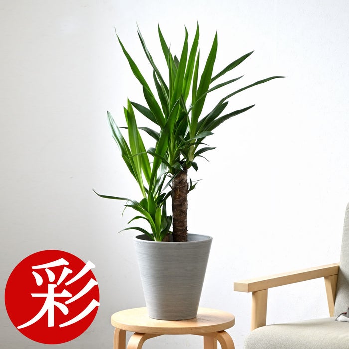 観葉植物 通販 ユッカ 6号鉢 ライトチャコール鉢カバー付 観葉植物 本物