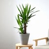 観葉植物 通販 ユッカ 6号鉢 ライトチャコール鉢カバー付 観葉植物 本物