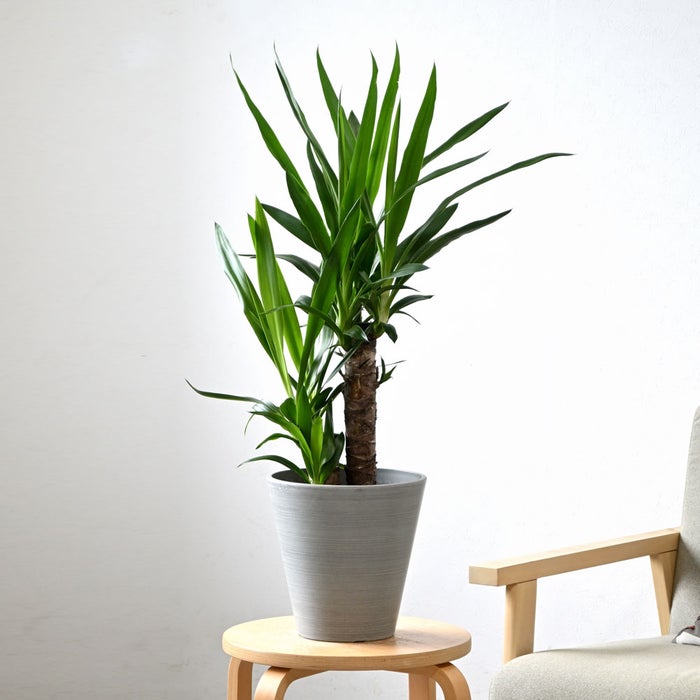 観葉植物 通販 ユッカ 6号鉢 ライトチャコール鉢カバー付 観葉植物 本物