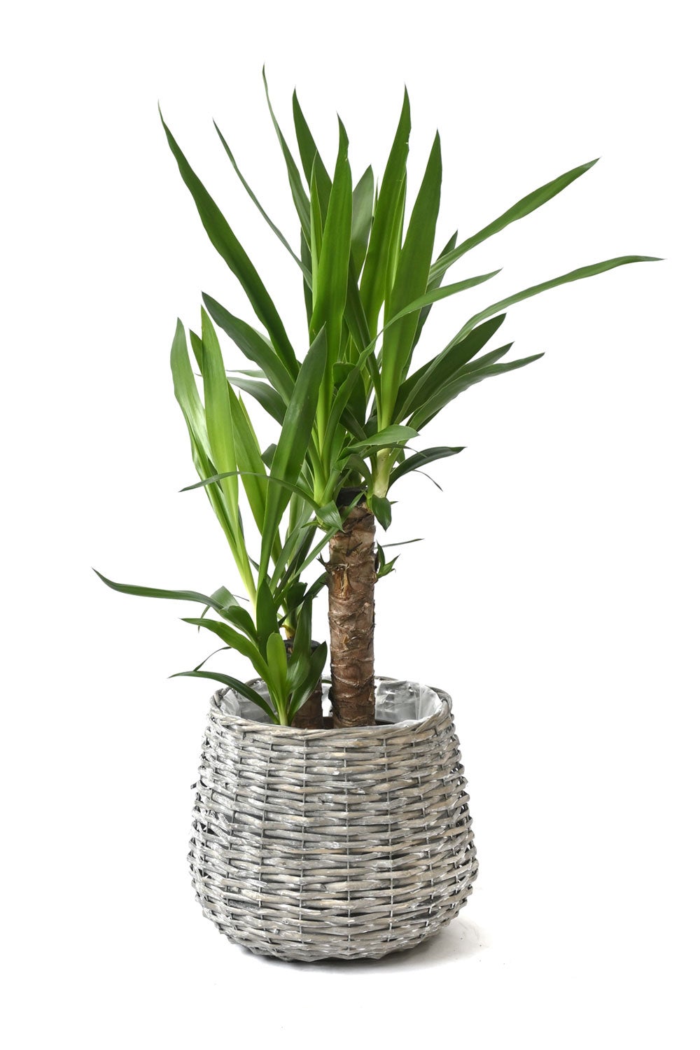観葉植物 通販 ユッカ 6号鉢 ボールバスケット鉢カバー付 観葉植物 本物
