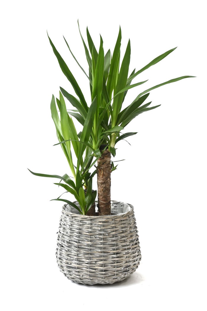 観葉植物 通販 ユッカ 6号鉢 ボールバスケット鉢カバー付 観葉植物 本物