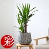 観葉植物 通販 ユッカ 6号鉢 ボールバスケット鉢カバー付 観葉植物 本物