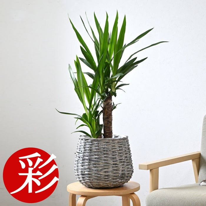 観葉植物 通販 ユッカ 6号鉢 ボールバスケット鉢カバー付 観葉植物 本物