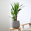 観葉植物 通販 ユッカ 6号鉢 ボールバスケット鉢カバー付 観葉植物 本物