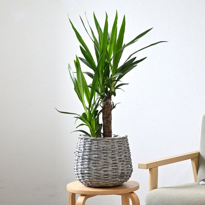 観葉植物 通販 ユッカ 6号鉢 ボールバスケット鉢カバー付 観葉植物 本物