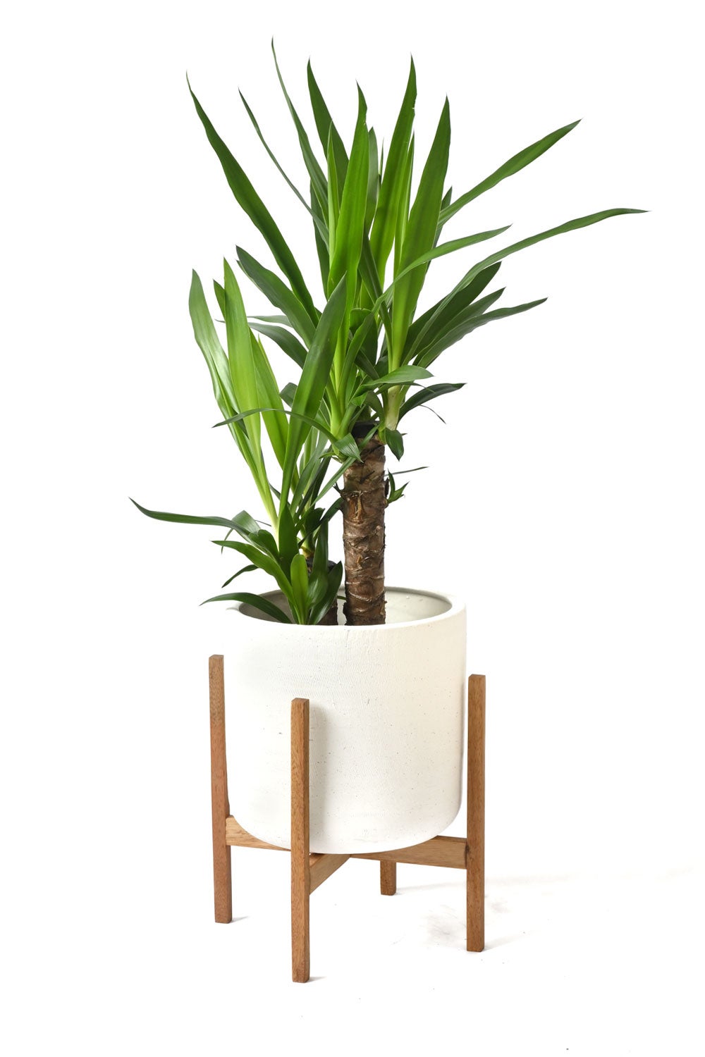 観葉植物 通販 ユッカ 6号鉢 ルーケト鉢カバー付 観葉植物 本物