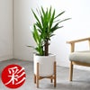 観葉植物 通販 ユッカ 6号鉢 ルーケト鉢カバー付 観葉植物 本物