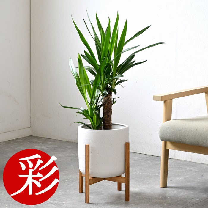 観葉植物 通販 ユッカ 6号鉢 ルーケト鉢カバー付 観葉植物 本物