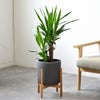 観葉植物 通販 ユッカ 6号鉢 ルーケト鉢カバー付 観葉植物 本物