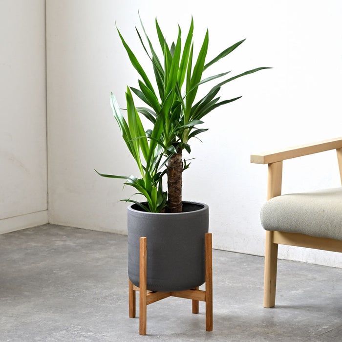 観葉植物 通販 ユッカ 6号鉢 ルーケト鉢カバー付 観葉植物 本物
