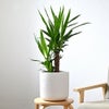 観葉植物 通販 ユッカ 6号鉢 ルーケト鉢カバー付 観葉植物 本物