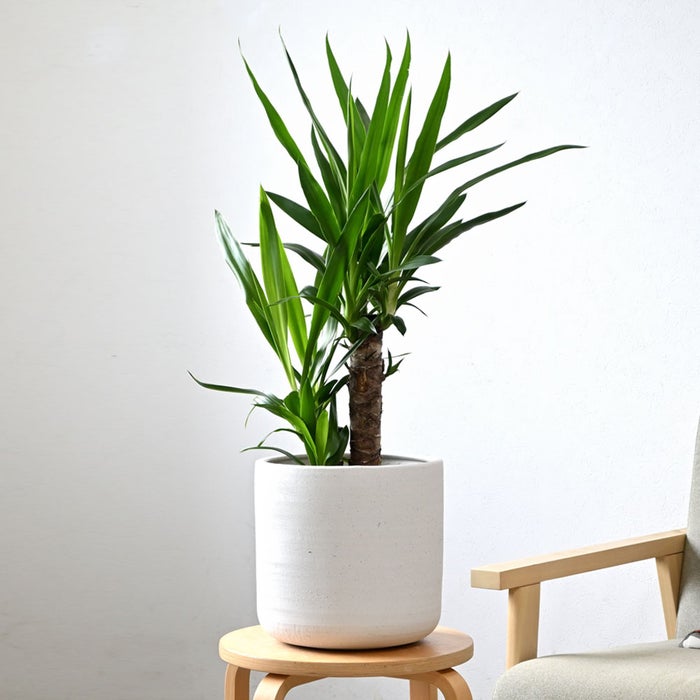 観葉植物 通販 ユッカ 6号鉢 ルーケト鉢カバー付 観葉植物 本物