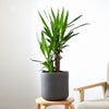 観葉植物 通販 ユッカ 6号鉢 ルーケト鉢カバー付 観葉植物 本物