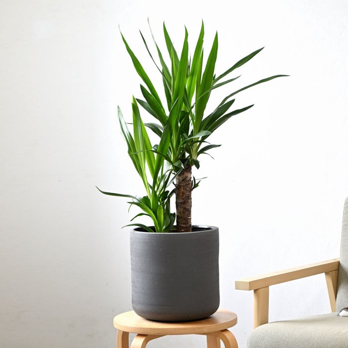 観葉植物 通販 ユッカ 6号鉢 ルーケト鉢カバー付 観葉植物 本物
