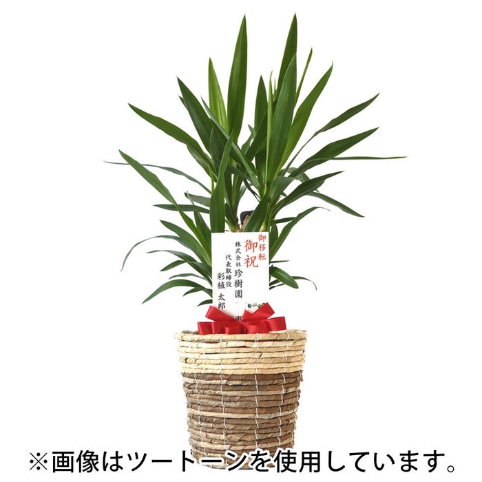 観葉植物 通販 ユッカ 6号鉢 ルーケト鉢カバー付 観葉植物 本物