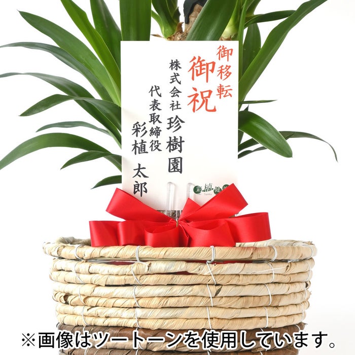 観葉植物 通販 ユッカ 6号鉢 ルーケト鉢カバー付 観葉植物 本物