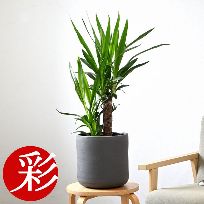 観葉植物 通販 ユッカ 6号鉢 ルーケト鉢カバー付 観葉植物 本物