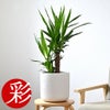 観葉植物 通販 ユッカ 6号鉢 ルーケト鉢カバー付 観葉植物 本物