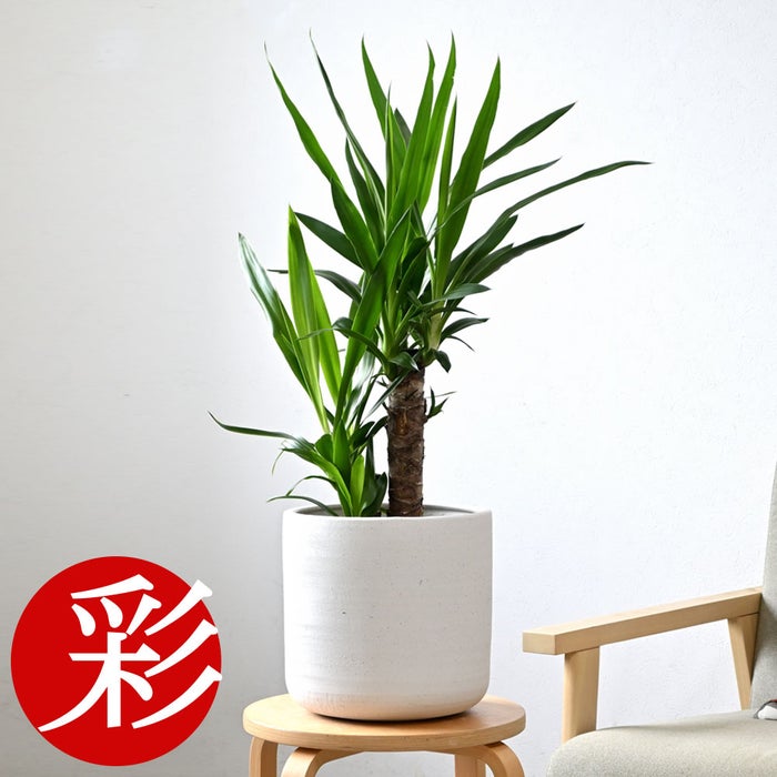観葉植物 通販 ユッカ 6号鉢 ルーケト鉢カバー付 観葉植物 本物