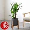 観葉植物 通販 ユッカ 6号鉢 ルーケト鉢カバー付 観葉植物 本物