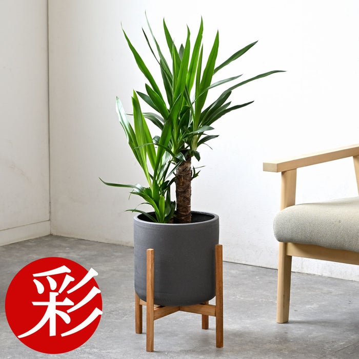 観葉植物 通販 ユッカ 6号鉢 ルーケト鉢カバー付 観葉植物 本物