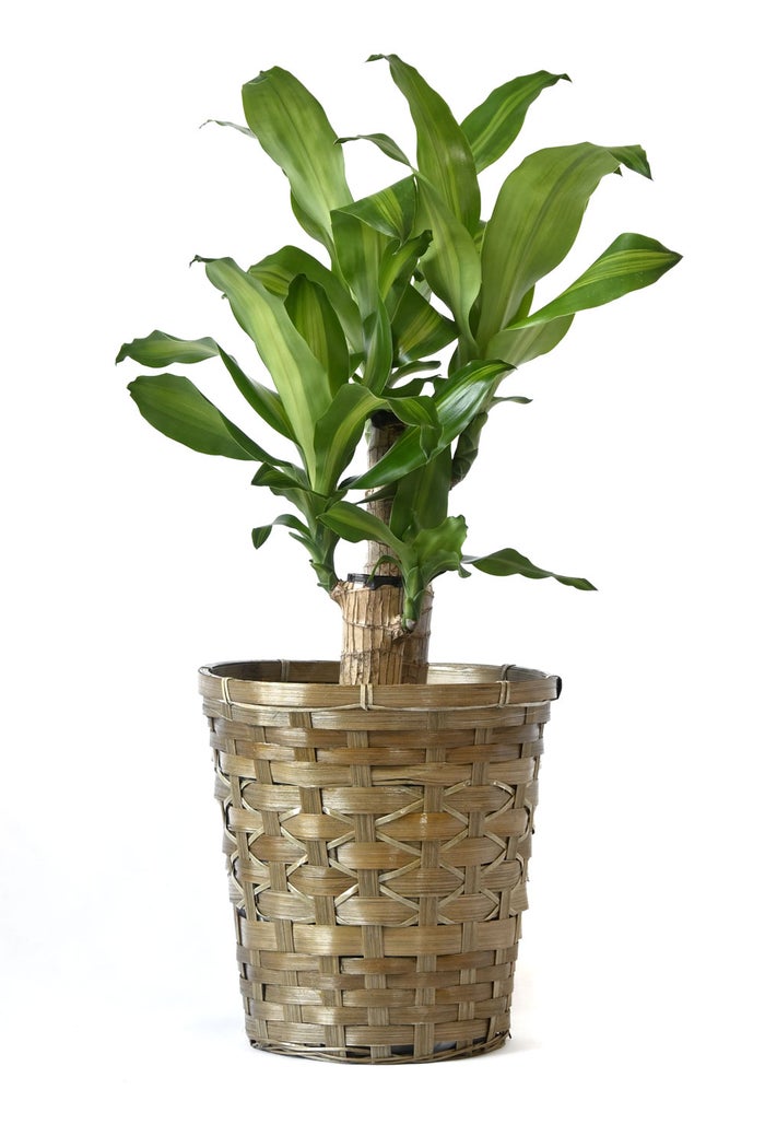 観葉植物 通販 幸福の木 6号鉢 キャラメルブラウン鉢カバー付 観葉植物 本物