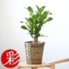 観葉植物 通販 幸福の木 6号鉢 キャラメルブラウン鉢カバー付 観葉植物 本物