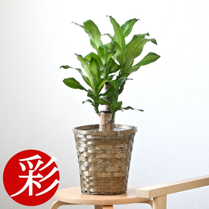 観葉植物 通販 幸福の木 6号鉢 キャラメルブラウン鉢カバー付 観葉植物 本物