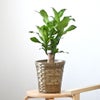 観葉植物 通販 幸福の木 6号鉢 キャラメルブラウン鉢カバー付 観葉植物 本物