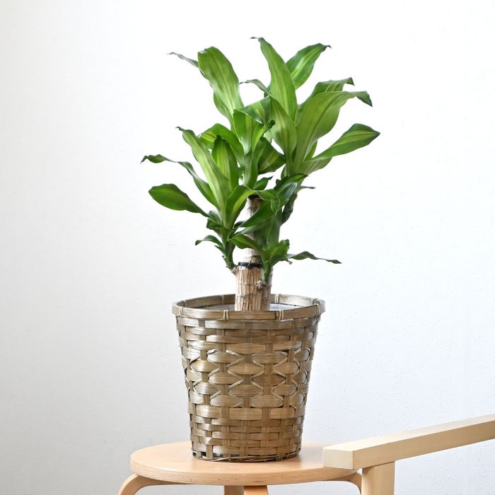 観葉植物 通販 幸福の木 6号鉢 キャラメルブラウン鉢カバー付 観葉植物 本物