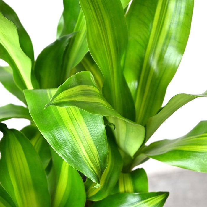 観葉植物 通販 幸福の木 6号鉢 キャラメルブラウン鉢カバー付 観葉植物 本物