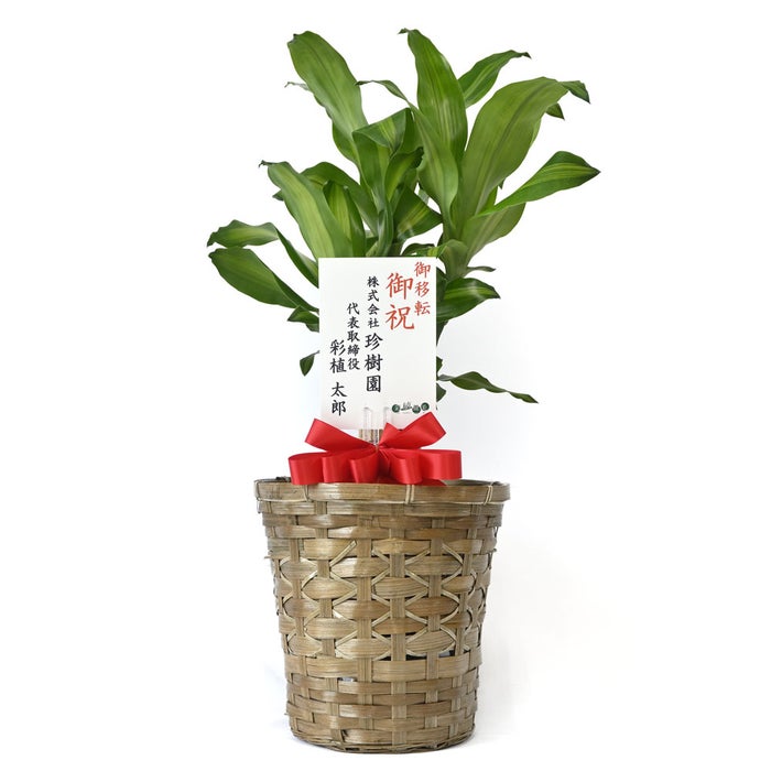 観葉植物 通販 幸福の木 6号鉢 キャラメルブラウン鉢カバー付 観葉植物 本物