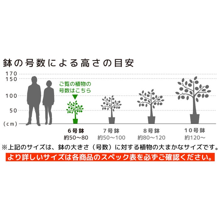 観葉植物 通販 幸福の木 6号鉢 キャラメルブラウン鉢カバー付 観葉植物 本物