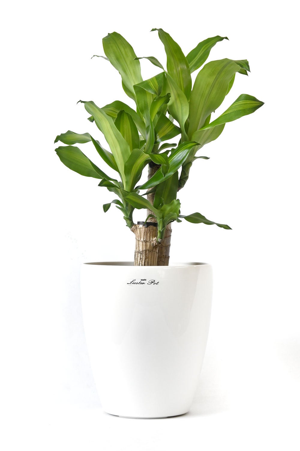 観葉植物 通販 幸福の木 6号鉢 ラスター白鉢カバー付 観葉植物 本物