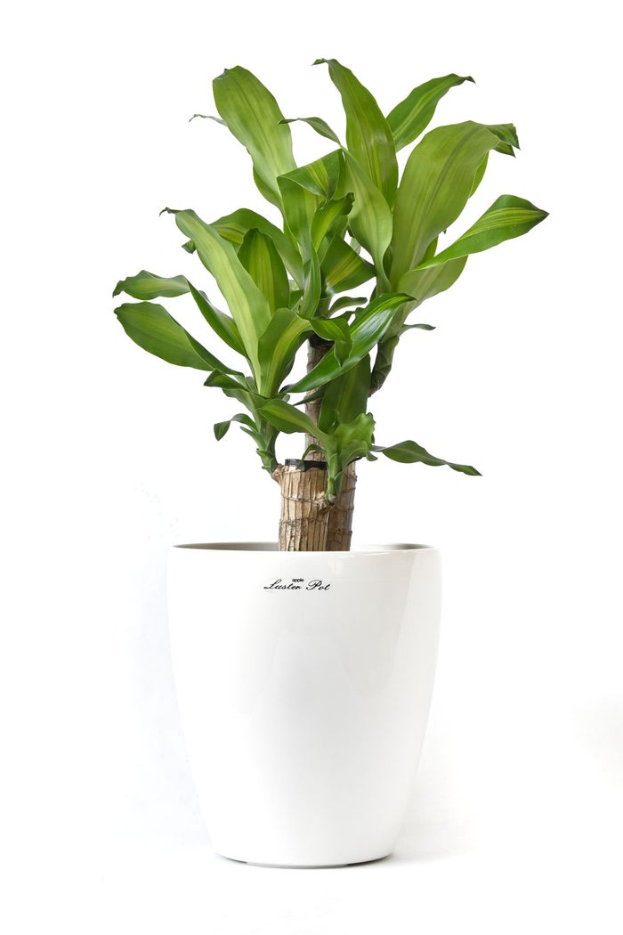 観葉植物 通販 幸福の木 6号鉢 ラスター白鉢カバー付 観葉植物 本物