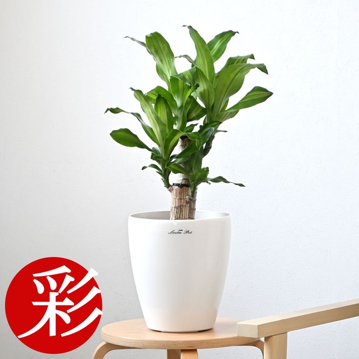 観葉植物 通販 幸福の木 6号鉢 ラスター白鉢カバー付 観葉植物 本物