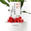 観葉植物 通販 幸福の木 6号鉢 ラスター白鉢カバー付 観葉植物 本物