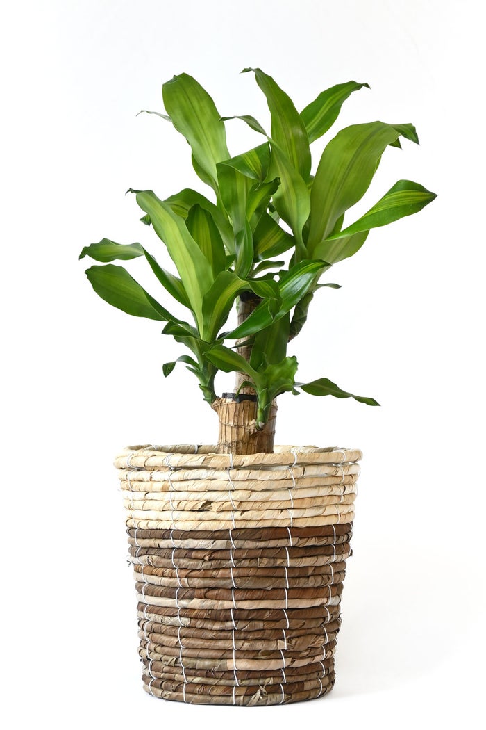 観葉植物 通販 幸福の木 6号鉢 ツートーン鉢カバー付 観葉植物 本物