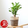 観葉植物 通販 幸福の木 6号鉢 ツートーン鉢カバー付 観葉植物 本物
